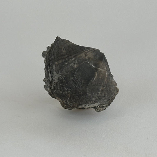 Pyritized Brachiopod